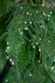 Asparagus fern